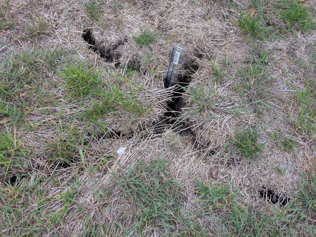 Deep cracks in the soil in the garden, less than 10 cm of the 30 cm ruler stick out. At least some grass is still green, and we hope for rain before all died back.