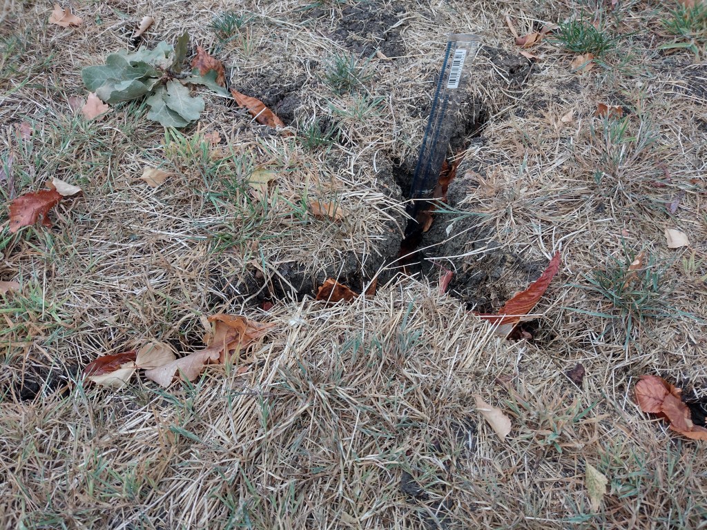 Deep cracks in the soil in the garden on 25 August 2022. The remaining green grass is less green, trees are getting rid of their leaves due to drought. The hole has slightly filled up with soil falling of the cliffs.